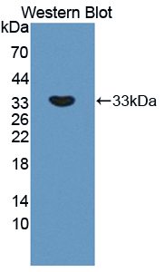 Polyclonal Antibody to Amyloid Beta Precursor Protein Binding Protein A2 (APBA2)