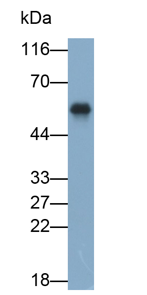 Polyclonal Antibody to Ataxin 3 (ATXN3)
