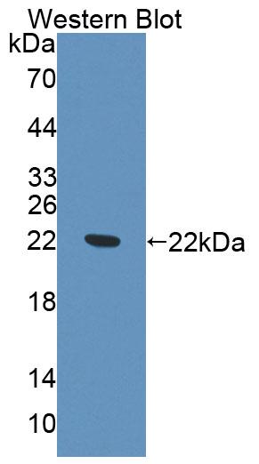 Polyclonal Antibody to ATP Binding Cassette Transporter E1 (ABCE1)