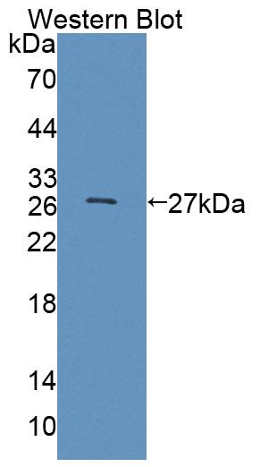 Polyclonal Antibody to ATP Binding Cassette Transporter A8 (ABCA8)