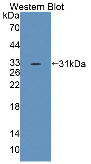 Polyclonal Antibody to ATP Binding Cassette Transporter G4 (ABCG4)