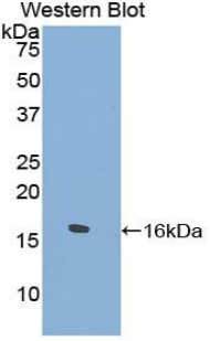 Polyclonal Antibody to Tryptase Delta 1 (TPSd1)