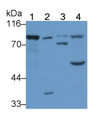 Polyclonal Antibody to Phospholipase C Delta 1 (PLCd1)