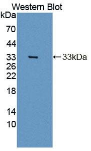 Polyclonal Antibody to Dipeptidyl Peptidase 3 (DPP3)