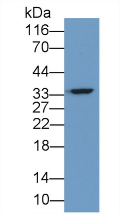 Polyclonal Antibody to Contactin Associated Protein Like Protein 5 (CNTNAP5)