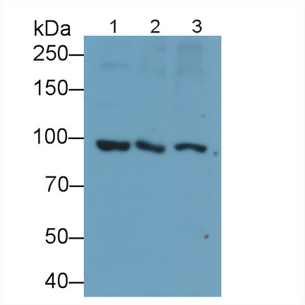 Polyclonal Antibody to Protocadherin Beta 14 (PCDHb14)