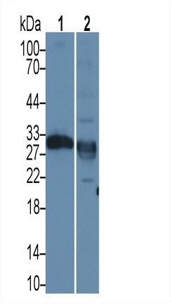 Polyclonal Antibody to Elastase 2A (ELA2A)