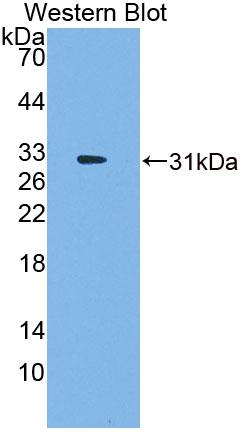 Polyclonal Antibody to Cell Division Cycle Protein 7 (CDC7)