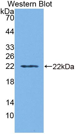 Polyclonal Antibody to Cell Division Cycle Protein 16 (CDC16)