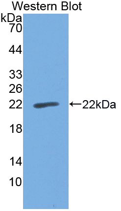 Polyclonal Antibody to Cell Division Cycle Protein 25 (CDC25)