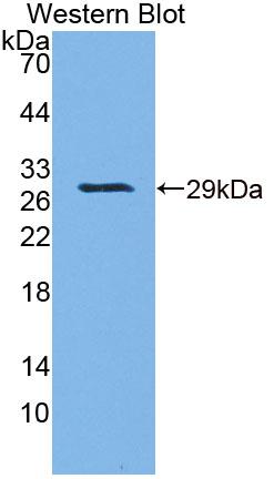 Polyclonal Antibody to Cell Division Cycle Protein 27 (CDC27)