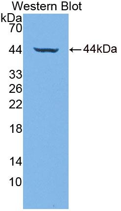 Polyclonal Antibody to Tryptophanyl tRNA Synthetase 2, Mitochondrial (WARS2)