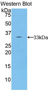 Polyclonal Antibody to Torsin 2A (TOR2A)