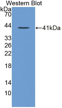 Polyclonal Antibody to Annexin A10 (ANXA10)