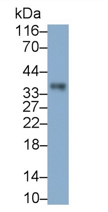 Polyclonal Antibody to Annexin A8 (ANXA8)