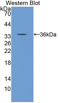 Polyclonal Antibody to Mitochondrial Ribosomal Protein L2 (MRPL2)