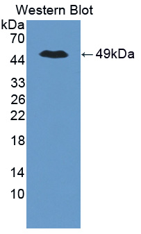 Polyclonal Antibody to Tight Junction Protein 2 (TJP2)