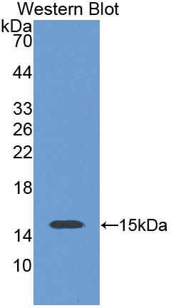 Polyclonal Antibody to Solute Carrier Family 30, Member 3 (SLC30A3)