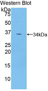 Polyclonal Antibody to TNF Receptor Associated Factor 5 (TRAF5)