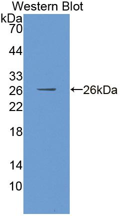 Polyclonal Antibody to Discs, Large Homolog 3 (DLG3)