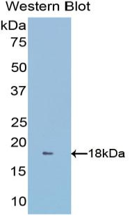 Polyclonal Antibody to Glutaredoxin 3 (GLRX3)