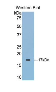 Polyclonal Antibody to Glutaredoxin 3 (GLRX3)