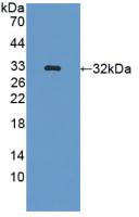 Polyclonal Antibody to Glutaredoxin 3 (GLRX3)