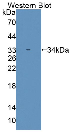 Polyclonal Antibody to Single Strand Selective Monofunctional Uracil DNA Glycosylase 1 (SMUG1)