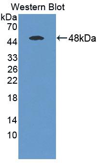 Polyclonal Antibody to Riboflavin Kinase (RFK)