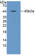 Polyclonal Antibody to Protamine 2 (PRM2)