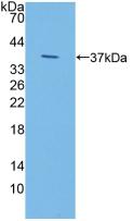 Polyclonal Antibody to Iduronidase Alpha L (IDUa)