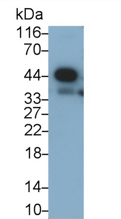 Polyclonal Antibody to Cysteine Rich With EGF Like Domains Protein 1 (CRELD1)