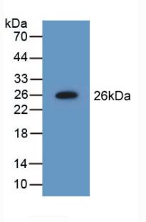 Polyclonal Antibody to Non Metastatic Cells 5, Protein NM23A Expressed In (NME5)