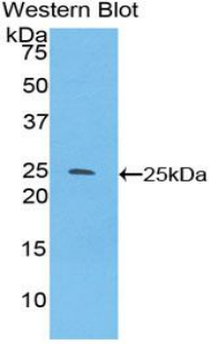 Polyclonal Antibody to Sprouty Homolog 3 (SPRY3)