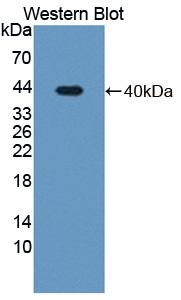 Polyclonal Antibody to Myxovirus Resistance 2 (MX2)