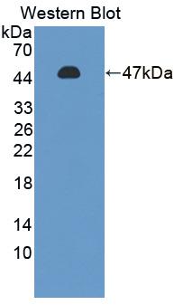 Polyclonal Antibody to Proliferation Associated Protein 2G4 (PA2G4)