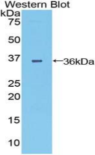 Polyclonal Antibody to Dispatched Homolog 1 (DISP1)