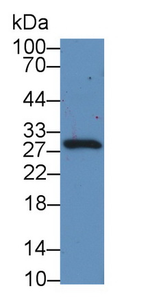 Polyclonal Antibody to Cripto, FRL1, Cryptic Family 1 (CFC1)