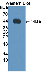 Polyclonal Antibody to A Disintegrin And Metalloproteinase With Thrombospondin 19 (ADAMTS19)