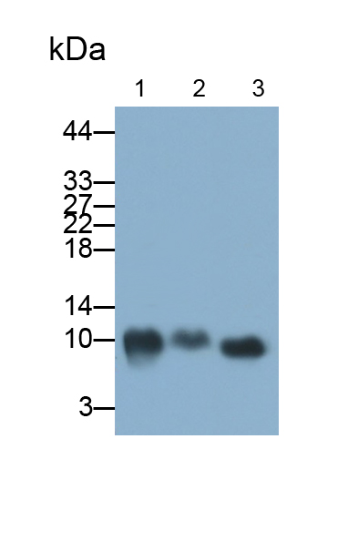 Polyclonal Antibody to Histone Cluster 1, H4a (HIST1H4A)