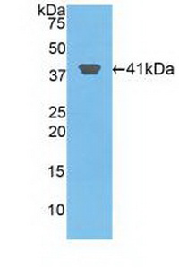 Polyclonal Antibody to Histone Cluster 2, H2aa3 (HIST2H2AA3)