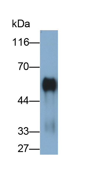 Polyclonal Antibody to EGF Like Repeats And Discoidin I Like Domains Protein 3 (EDIL3)