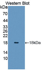 Polyclonal Antibody to Histone Cluster 2, H3a (HIST2H3A)