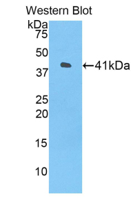 Polyclonal Antibody to Histone Cluster 1, H2ah (HIST1H2AH)