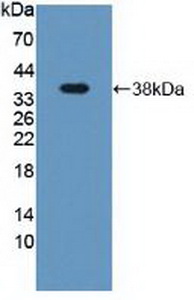 Polyclonal Antibody to Defensin Alpha 2 (DEFa2)