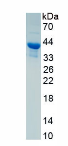 Recombinant Interferon Alpha (IFNa)