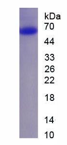 Recombinant Hepatocyte Growth Factor (HGF)