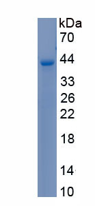 Recombinant Inhibin Beta E (INHbE)