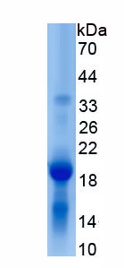 Recombinant Interleukin 17 (IL17)