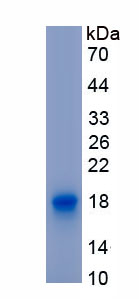 Recombinant Interleukin 9 (IL9)